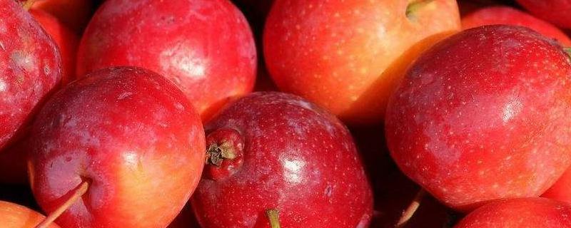 沙果是什么水果？价格多少钱一斤？有什么功效作用？它和苹果有什么区别？