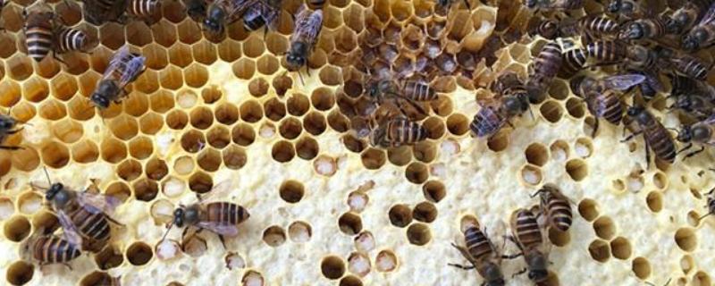 中蜂有巢虫怎么办，如何防治