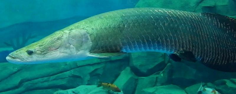 巨骨舌鱼（海象鱼）如何养殖，选择大型鱼缸