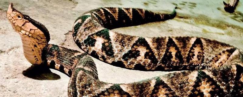 五步蛇是否为保护动物，有哪些别称，附其生活习性