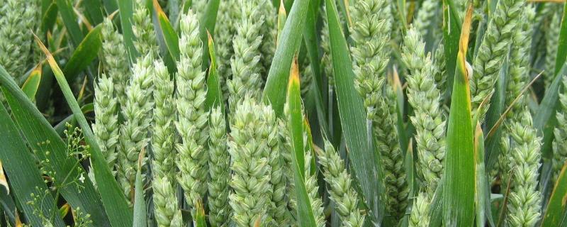 小麦全蚀病的症状及防治措施，附发病的特点和规律