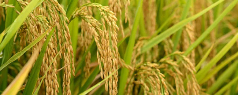 水稻的生长过程，每个生长过程需要多长时间