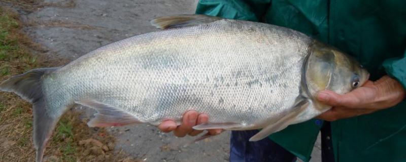 淡水白鲳鱼养殖技术是怎样的？淡水白鲳鱼生物学特征