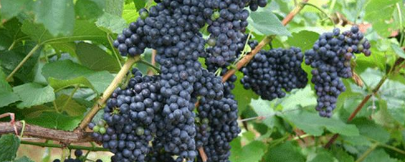 大石葡萄的成熟时间是什么时候，有哪些营养价值