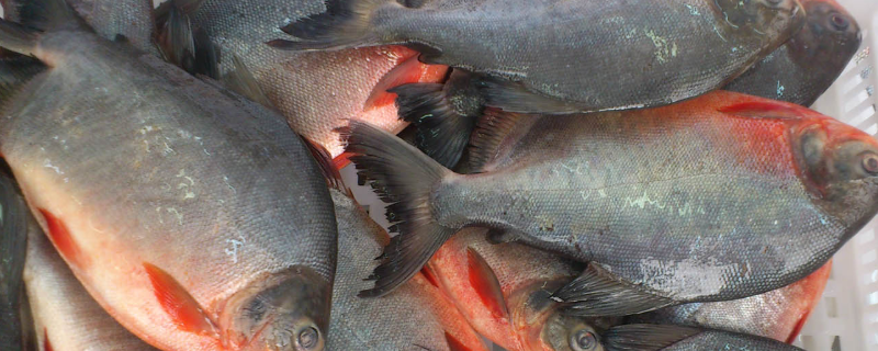 红鲳鱼养殖技术，附生活习性