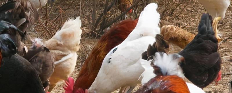 春季鸡群防病管理的措施，详细介绍