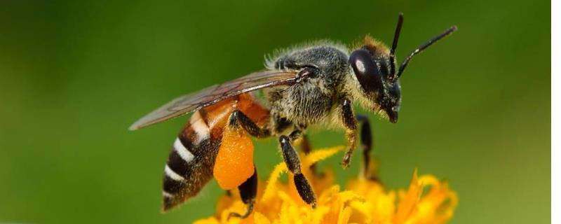 如何捕捉树洞里的野生蜜蜂，注意用土封住洞口