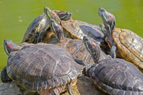 草龟和中华草龟是一种龟吗