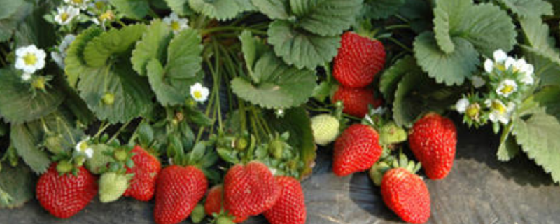 草莓种子多少钱一斤？附草莓种子怎么育苗
