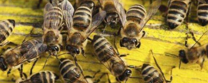 中蜂双王群怎么组织最安全，选择蜂群