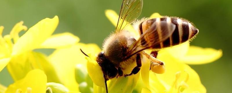 蜜蜂什么时候自然分蜂，附自然分蜂条件