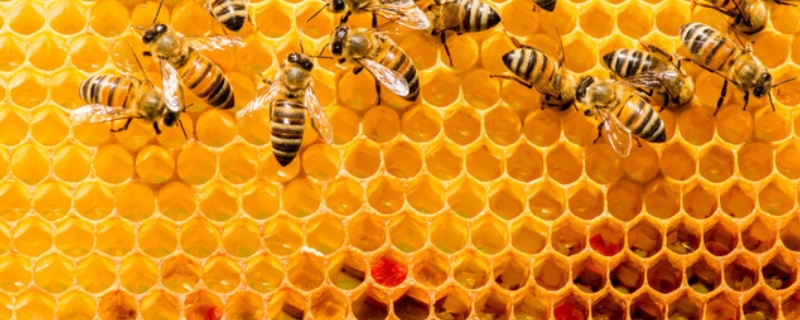 几月份买蜜蜂群最合适，买什么品种的蜜蜂好