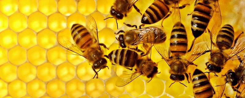 蜂螨的防治方法，蜂螨的诊断方法
