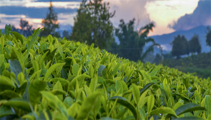岩茶属于什么茶