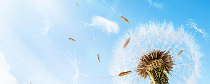 蒲公英是不是花 蒲公英是花吗