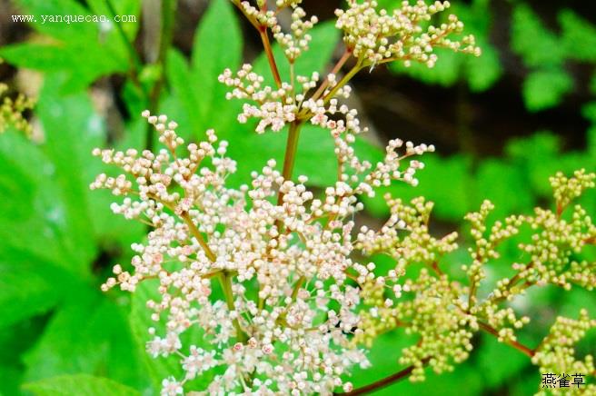 毛萼香芥