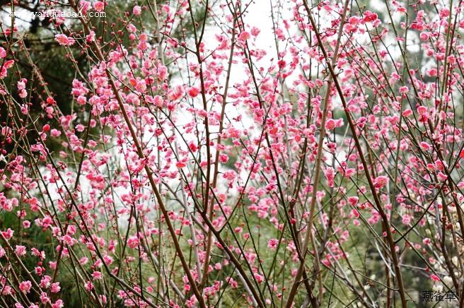 云锦朱砂梅花