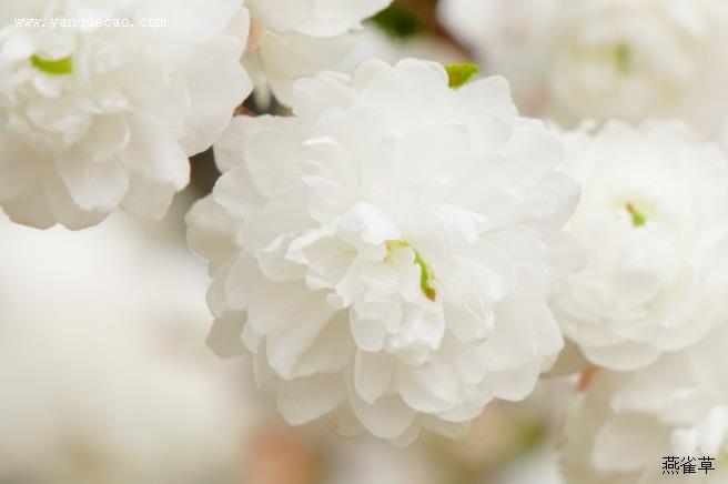 白花重瓣麦李