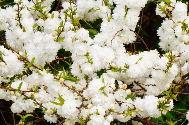 白花重瓣麦李