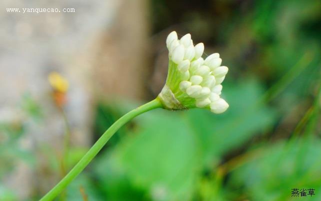 北黄花菜