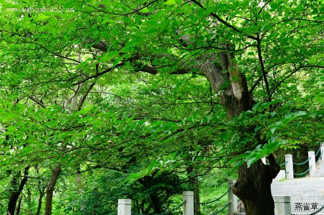 泡花树