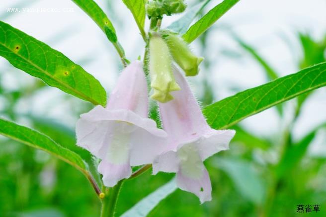 芝麻苗期管理要点