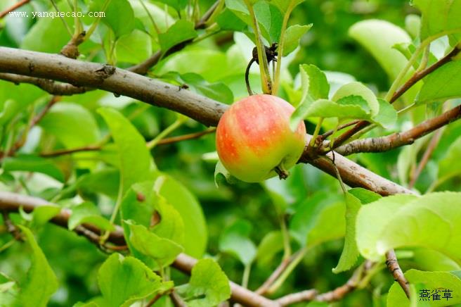 杨梅疏花疏果技术要点