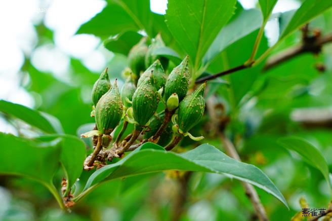 蓝萼香茶菜