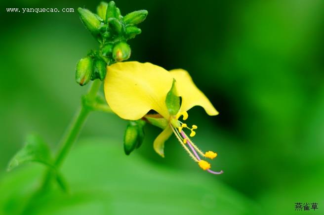 蓝萼毛叶香茶菜