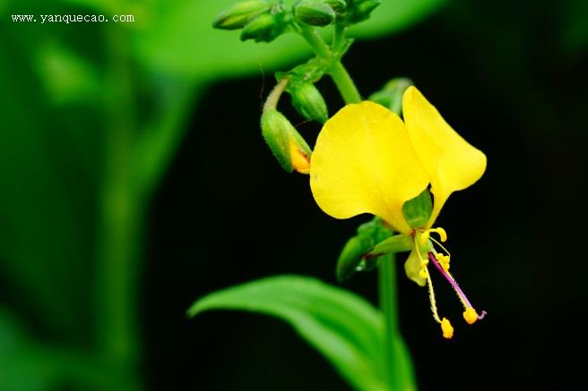 蓝萼毛叶香茶菜