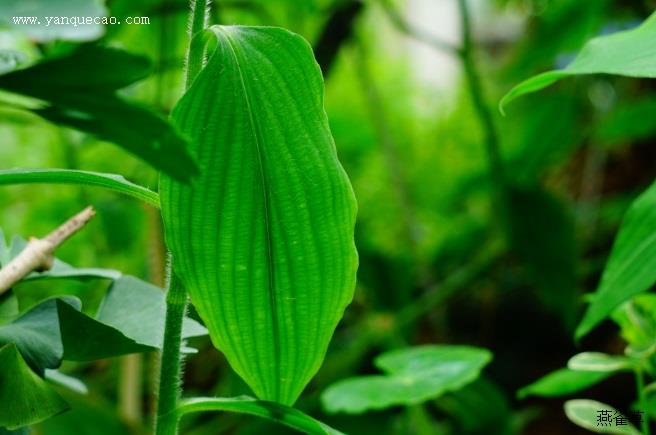 蓝萼毛叶香茶菜