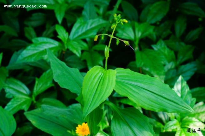 蓝萼毛叶香茶菜