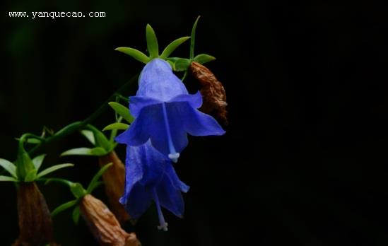 舌状花冠