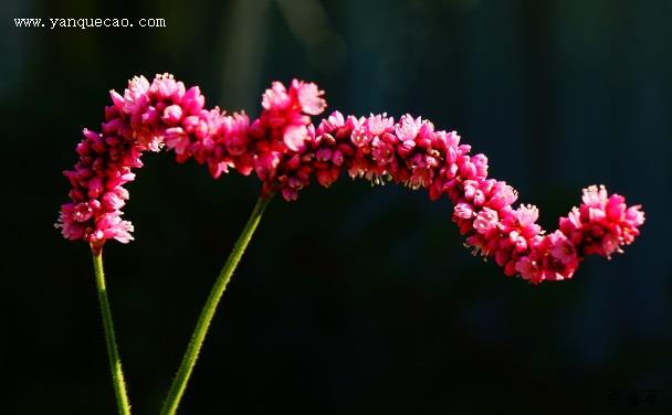 葇荑花序