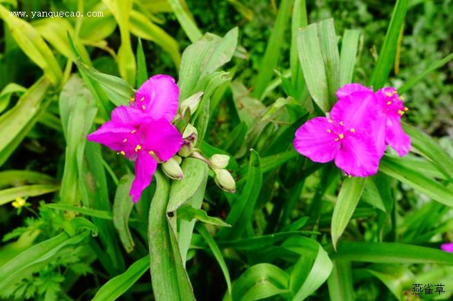 扶桑花怎么养护