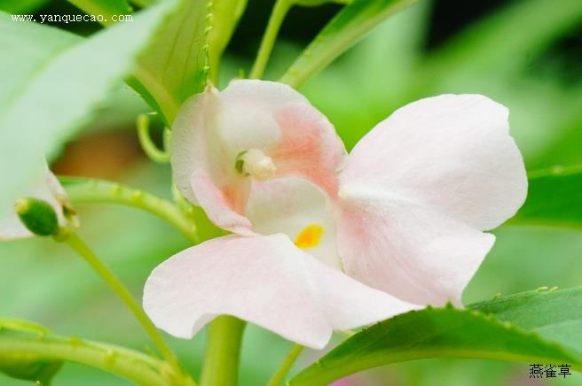 凤仙花的种植要点