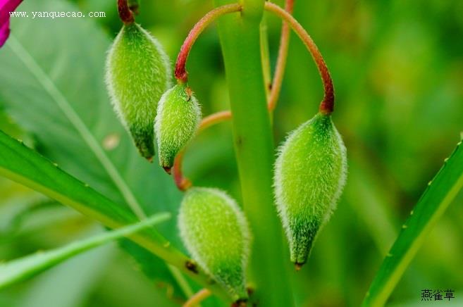 凤仙花的种植要点