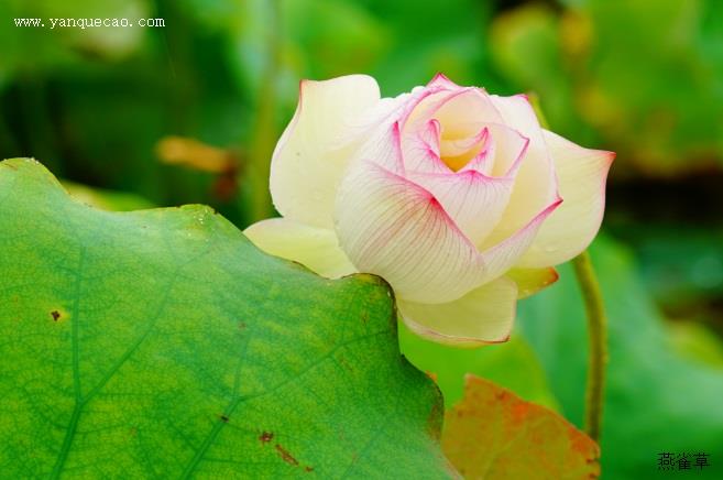 月季花治病救母