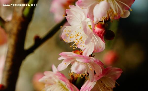 菊花的传说故事