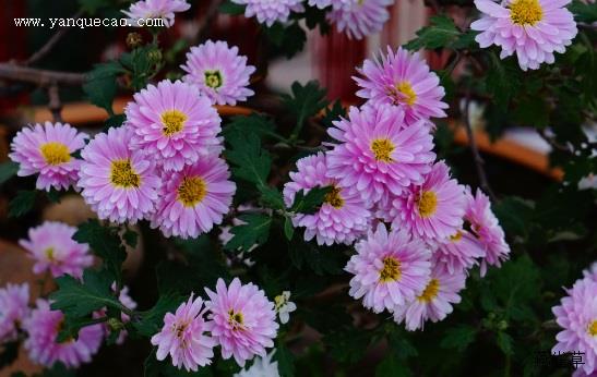 蝶恋花·黄菊开时伤聚散