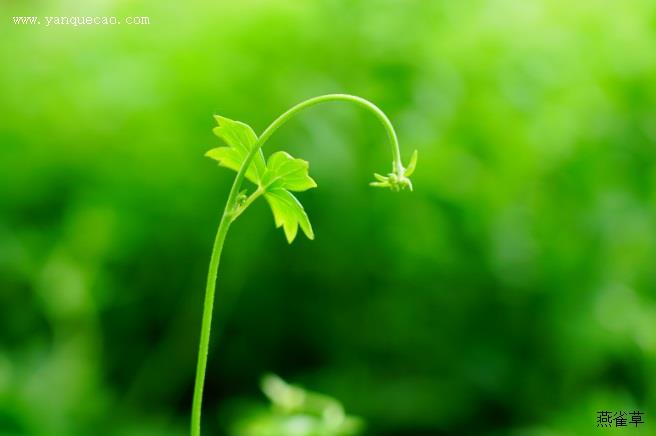 束伞亚菊