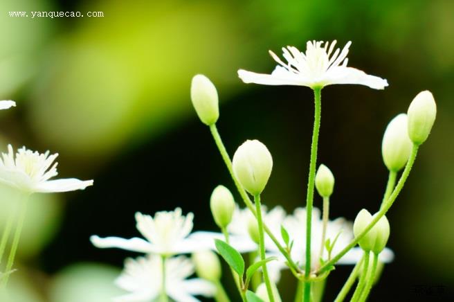 丽色画眉草