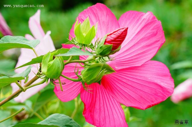 芙蓉葵花语