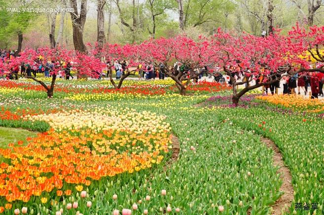 菊花叶子发黄怎么办