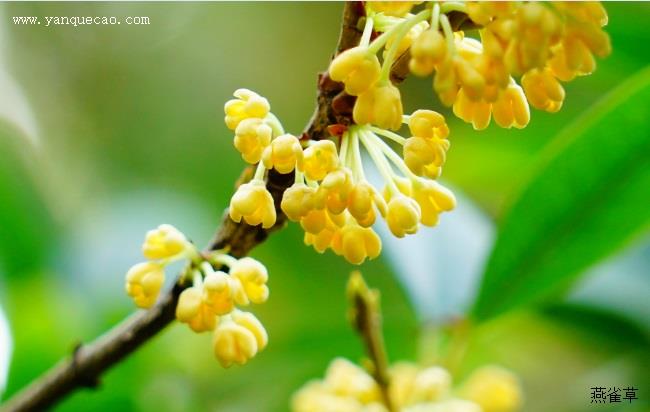 芙蓉花的传说故事