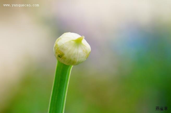 蔓茎蝇子草