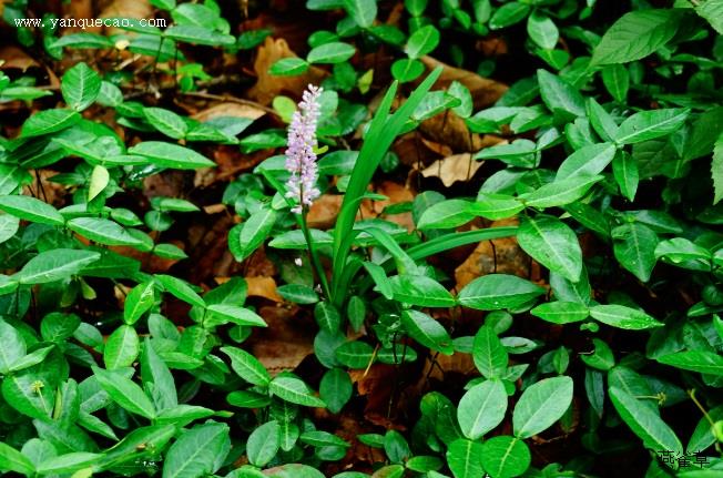 沙滩黄芩