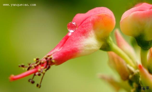 花苜蓿