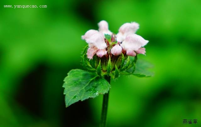 野棉花