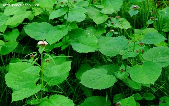 野棉花